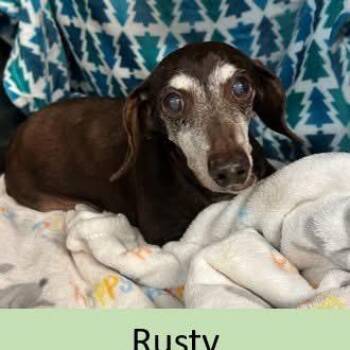 Rusty -  Dachshund Dog for Adoption in Spring Hill, Kansas - Rusty | PetCurious