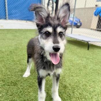 Husky and Maltese Dogs Available for Adoption in Long Beach, California - Rocky | PetCurious
