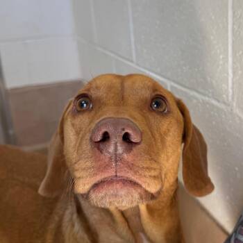 Dachshund Dogs Available for Adoption - Blue | PetCurious