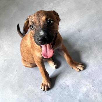Elton -  Hound Dog for Adoption in Plainfield, Connecticut - Elton | PetCurious