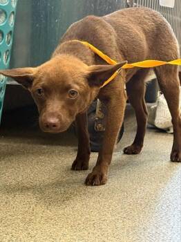Terrier Dogs Available for Adoption in Fort Myers, Florida - JOY | PetCurious
