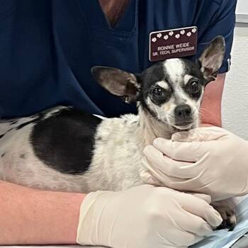 Sage -  Chihuahua and Mixed Breed Dog for Adoption in Kerrville, Texas - Sage | PetCurious