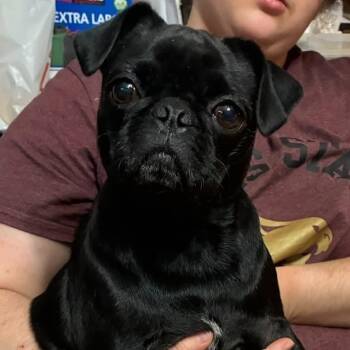 Greta BW -  Pug Dog for Adoption in Austin, Texas - Greta BW | PetCurious