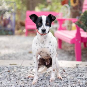 Terrier Dogs Available for Adoption - Ayo | PetCurious