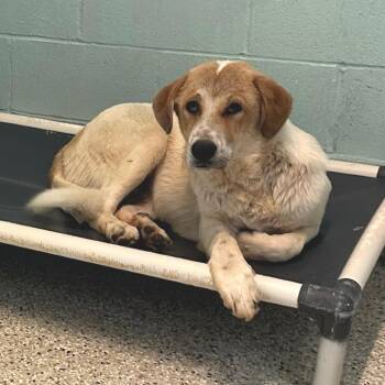 Keeper 0814 -  Great Pyrenees and Mixed Breed Dog for Adoption in Loxahatchee Groves, Florida - Keeper 0814 | PetCurious