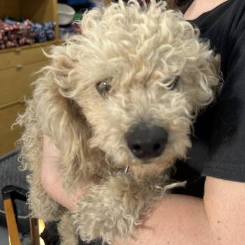 Poodle Dogs Available for Adoption - JOE | PetCurious