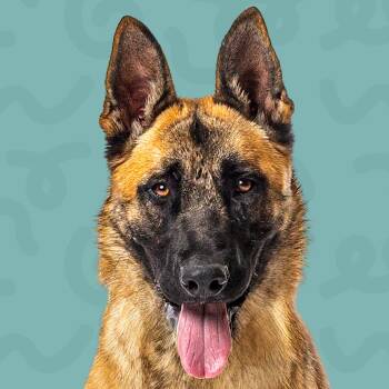 Johnny Bravo -  Belgian Shepherd Malinois and Mixed Breed Dog for Adoption in Reno, Nevada - Johnny Bravo | PetCurious