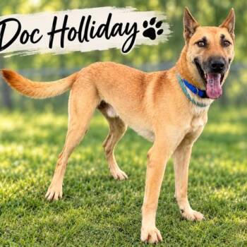 Doc Holiday -  German Shepherd Dog Dog for Adoption in Williston, Vermont - Doc Holiday | PetCurious