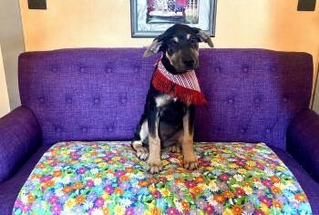Buck Lonestar -  Labrador Retriever Dog for Adoption in Rockaway, New Jersey - Buck Lonestar | PetCurious