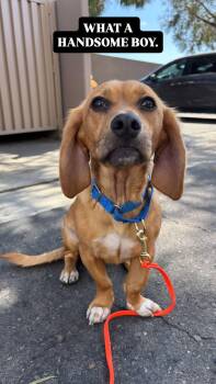 Beagle Dogs Available for Adoption - Copper | PetCurious