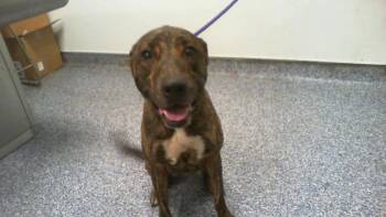 KALI -  Mixed Breed Dog for Adoption in Charlotte, North Carolina - KALI | PetCurious