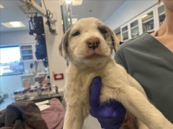 Mixed Breed Dogs Available for Adoption in Santa Fe, New Mexico - SPOT | PetCurious