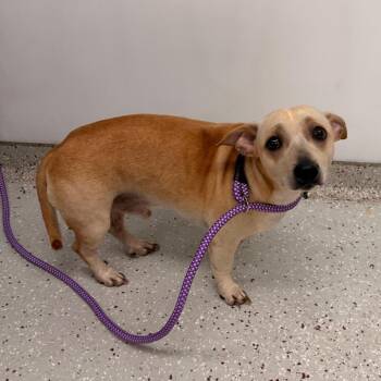 Russett -  Mixed Breed Dog for Adoption in Indianapolis, Indiana - Russett | PetCurious