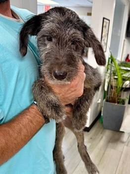 Australian Shepherd and Poodle Dogs Available for Adoption - Ellie Girl | PetCurious