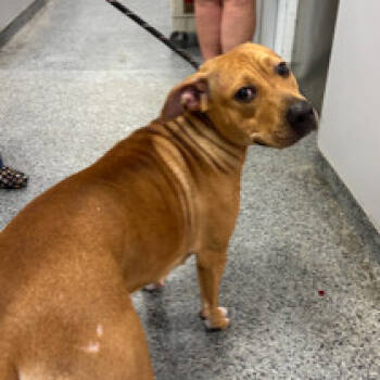 Rescue Mixed Breed Dogs for Adoption in Jeffersonville, Indiana - Queen | PetCurious