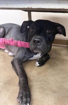 Pancakes -  Pit Bull Terrier Dog for Adoption in Springfield, Ohio - Pancakes | PetCurious