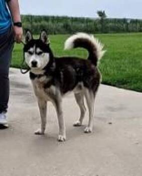 Draco -  Siberian Husky Dog for Adoption in New Iberia, Louisiana - Draco | PetCurious