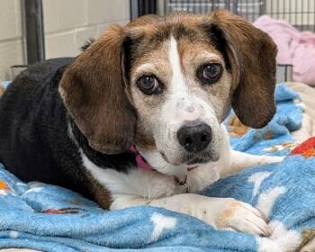 Rescue Beagle and Mixed Breed Dogs for Adoption in Virginia Beach, Virginia - Daisy | PetCurious