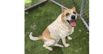 Rescue Lancashire Heeler Dogs for Adoption in Dallas, Texas - Cookie | PetCurious