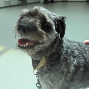Mocha -  Australian Shepherd and Poodle Dog for Adoption in Warwick, Rhode Island - Mocha | PetCurious