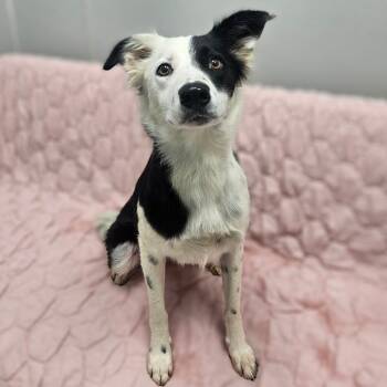 Miley -  Border Collie Dog for Adoption in Monticello, Iowa - Miley | PetCurious