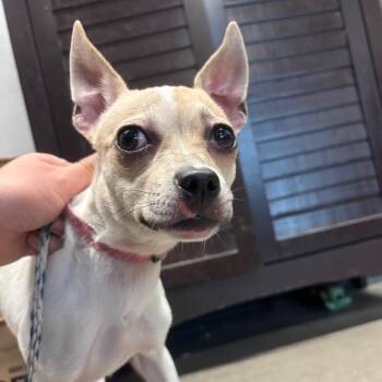 Fiona -  Chihuahua Dog for Adoption in Tampa, Florida - Fiona | PetCurious
