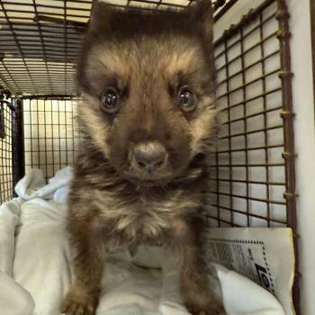 Shepherd and German Shepherd Dog Dogs Available for Adoption in San Antonio, Texas - Rocket | PetCurious