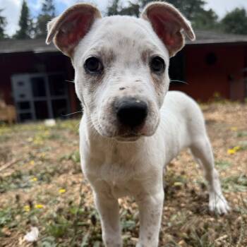 Kula (Battle Ground, WA) -  Australian Cattle Dog Blue Heeler and Pit Bull Terrier Dog for Adoption in Mount Vernon, Washington - Kula (Battle Ground, WA) | PetCurious