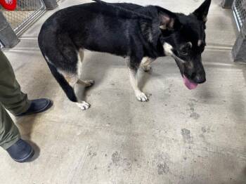 Athena -  Mixed Breed Dog for Adoption in Shelbyville, Tennessee - Athena | PetCurious