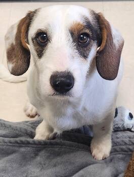 Rescue Wirehaired Dachshund and Fox Terrier Dogs for Adoption in Belmont, New York - SNOOPY | PetCurious
