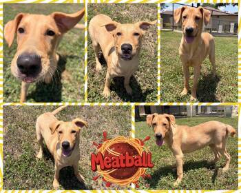 Meatball -  Labrador Retriever Dog for Adoption in Universal City, Texas - Meatball | PetCurious