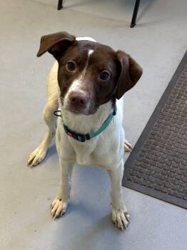 Petra -  Mixed Breed Dog for Adoption in Big Rapids, Michigan - Petra | PetCurious