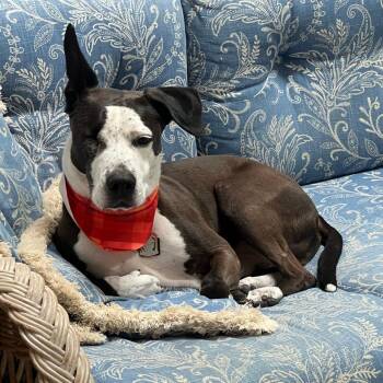 Spod -  Pit Bull Terrier and Mixed Breed Dog for Adoption in Fairfax, Virginia - Spod | PetCurious