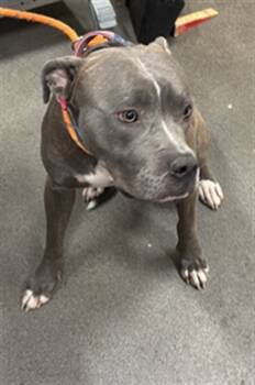 Rescue Terrier and Pit Bull Terrier Dogs for Adoption - RUBEN | PetCurious