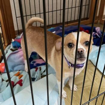 Chee -  Chihuahua and Jack Russell Terrier Dog for Adoption in Washington, Pennsylvania - Chee | PetCurious