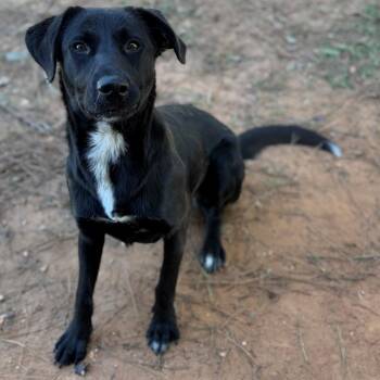Lovey -  Labrador Retriever Dog for Adoption - Lovey | PetCurious