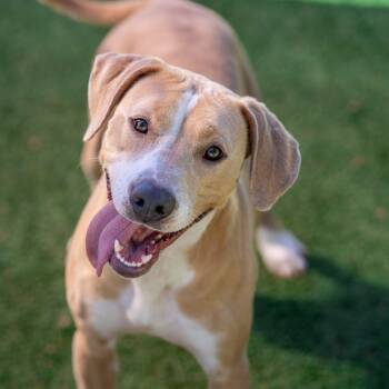 Rescue Terrier and Mixed Breed Dogs for Adoption in Gainesville, Georgia - Louise | PetCurious
