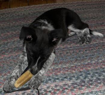 Rescue Australian Cattle Dog Blue Heeler and Corgi Dogs for Adoption in Mansfield, Ohio - Choco Hershey | PetCurious