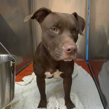 Rescue Terrier Dogs for Adoption in St. Louis, Missouri - Story | PetCurious