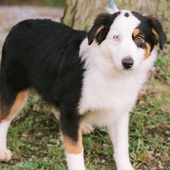 Lassie -  Australian Shepherd Dog for Adoption in Zionsville, Indiana - Lassie | PetCurious
