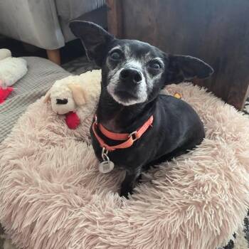 Kenny -  Chihuahua and Mixed Breed Dog for Adoption in Rock Hill, South Carolina - Kenny | PetCurious