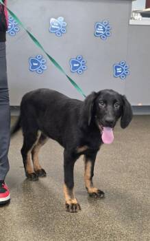 PR Paws : Promise -  Bloodhound and German Shepherd Dog Dog for Adoption in Aurora, Indiana - PR Paws : Promise | PetCurious
