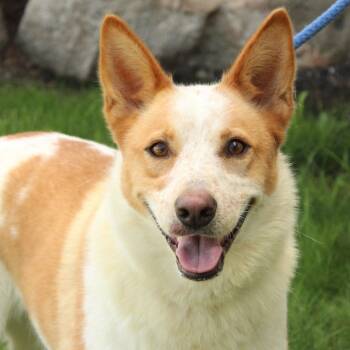 Sadie -  Australian Cattle Dog Blue Heeler Dog for Adoption in Eaton, Ohio - Sadie | PetCurious