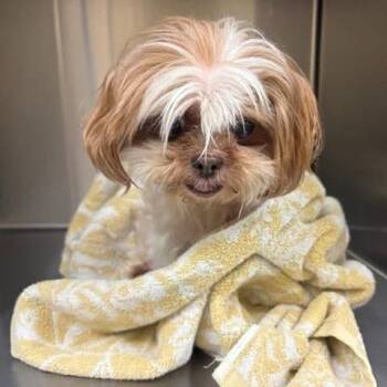 Stiletto -  Shih Tzu Dog for Adoption in Ramona, California - Stiletto | PetCurious