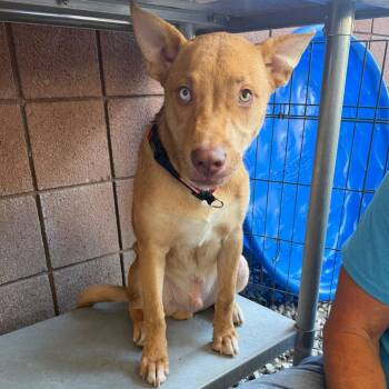 Trevor -  Husky and Mixed Breed Dog for Adoption in Palm Springs, California - Trevor | PetCurious
