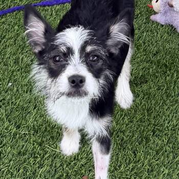 Liberty -  Terrier and Mixed Breed Dog for Adoption in Las Vegas, Nevada - Liberty | PetCurious