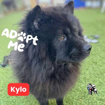 Rescue Chow Chow Dogs for Adoption in Houston, Texas - Kylo | PetCurious