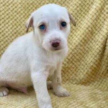 Rescue Husky Dogs for Adoption in Madisonville, Louisiana - YETI | PetCurious