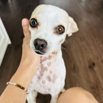Terry -  Chihuahua Dog for Adoption in Atlanta, Georgia - Terry | PetCurious