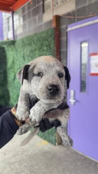 SIR DUMBSALOT -  Australian Cattle Dog Blue Heeler and Mixed Breed Dog for Adoption in El Paso, Texas - SIR DUMBSALOT | PetCurious